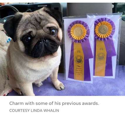 Brachycephale Hunderassen-Beitrag-Bild