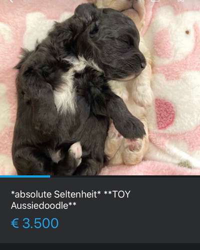 Rassen unsinnig verpaaren-Beitrag-Bild