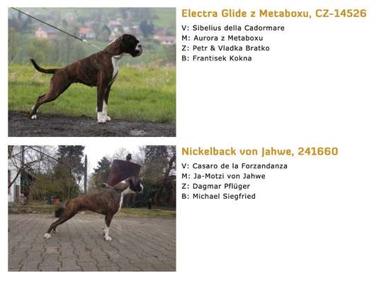 Brachycephale Hunderassen-Beitrag-Bild