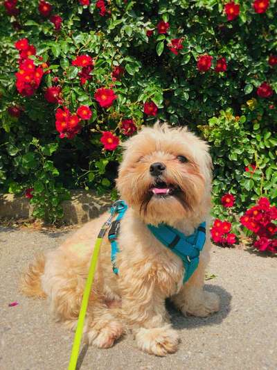 Die Dogorama Monats Challenge "Es grünt und blüht"-Beitrag-Bild