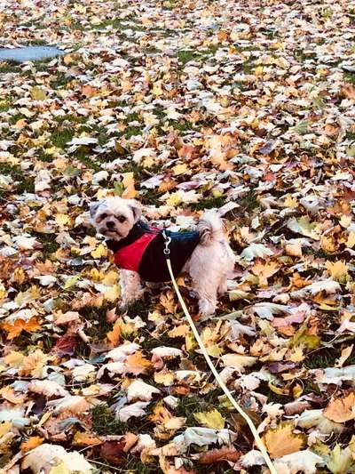 Hund und Natur-Beitrag-Bild