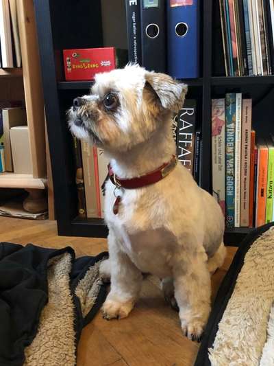 Umfrage zur relativen Schnauzenlänge-Beitrag-Bild