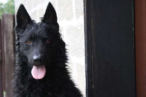 Wie wichtig ist euch das Aussehen eures Hundes?-Beitrag-Bild