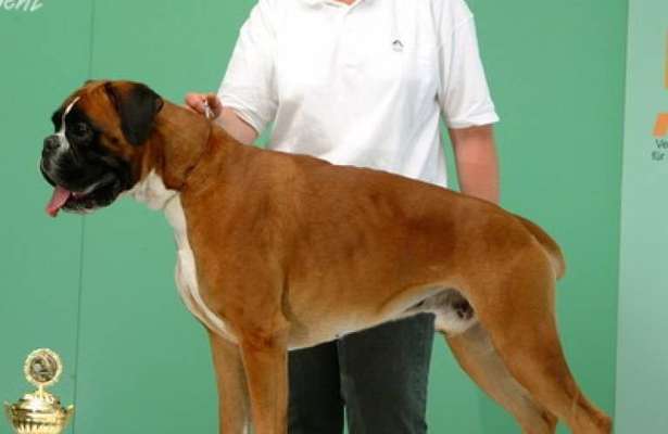 Brachycephale Hunderassen-Beitrag-Bild