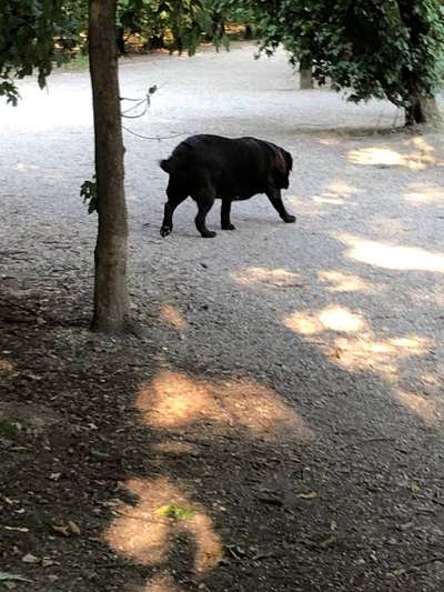 Rassen unsinnig verpaaren-Beitrag-Bild