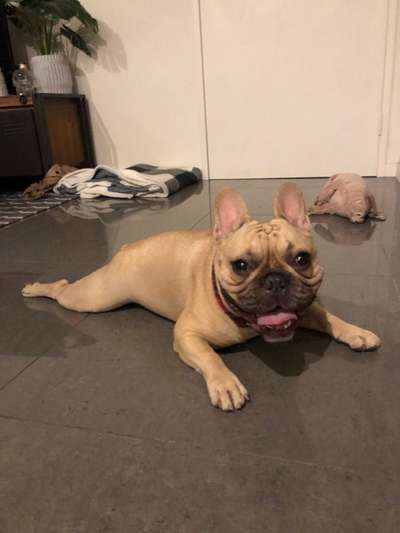 Brachycephale Hunderassen-Beitrag-Bild