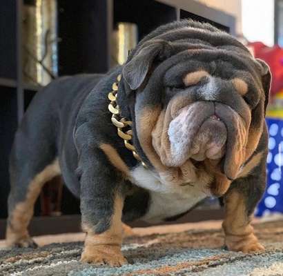 Brachycephale Hunderassen-Beitrag-Bild