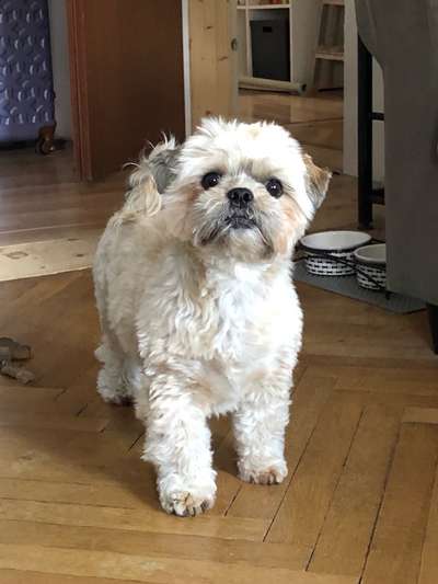 Als Welpen sind sie alle noch süßer-Beitrag-Bild