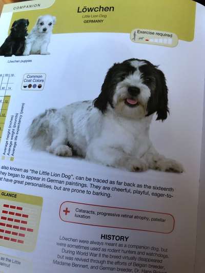 Welche Rasse kann man noch mit guten Gewissen kaufen?-Beitrag-Bild