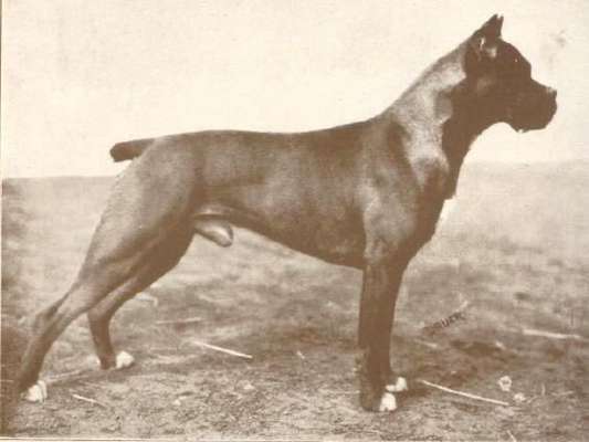 Brachycephale Hunderassen-Beitrag-Bild