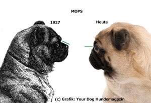 Brachycephale Hunderassen-Beitrag-Bild