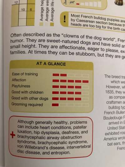Brachycephale Hunderassen-Beitrag-Bild