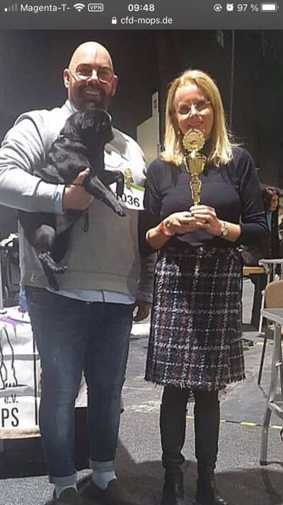 Brachycephale Hunderassen-Beitrag-Bild