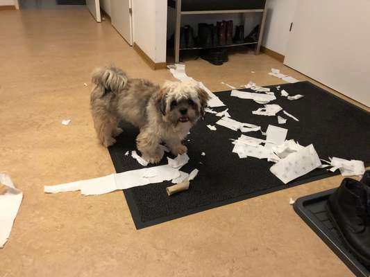 Geschreddert!-Beitrag-Bild