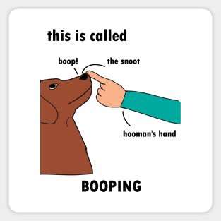 Zeigt her eure Hundenasen-Beitrag-Bild