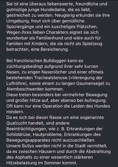 Brachycephale Hunderassen-Beitrag-Bild