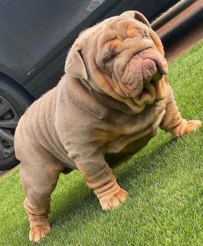 Brachycephale Hunderassen-Beitrag-Bild