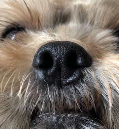 Zeigt her eure Hundenasen-Beitrag-Bild