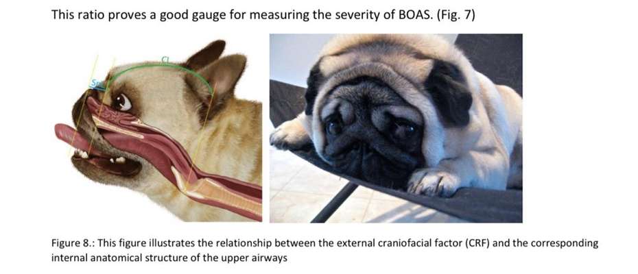 Brachycephale Hunderassen-Beitrag-Bild