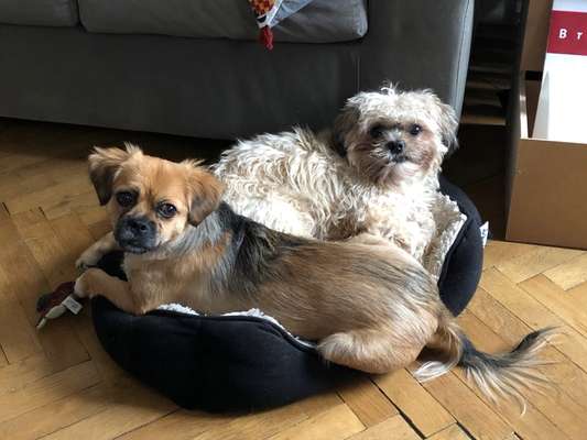 Bester Freund, Hundekumpel - zeigt her!-Beitrag-Bild