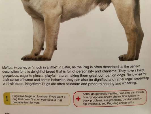 Brachycephale Hunderassen-Beitrag-Bild