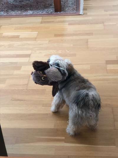 Zeigt her euer Lieblingsspielzeug-Beitrag-Bild