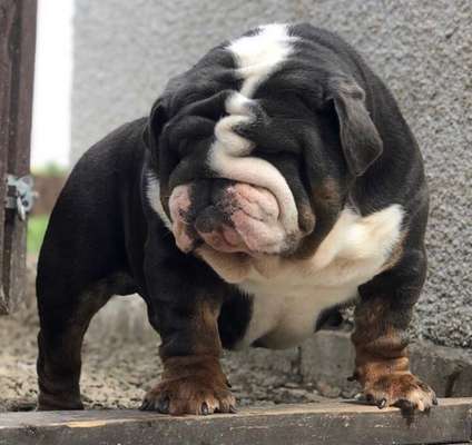 Brachycephale Hunderassen-Beitrag-Bild