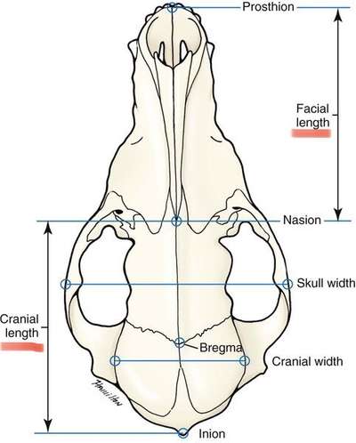 Umfrage zur relativen Schnauzenlänge-Beitrag-Bild
