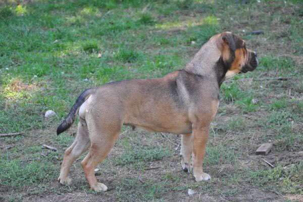 Brachycephale Hunderassen-Beitrag-Bild