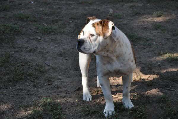 Brachycephale Hunderassen-Beitrag-Bild