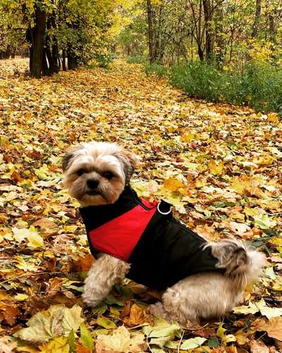 Hund und Natur-Beitrag-Bild