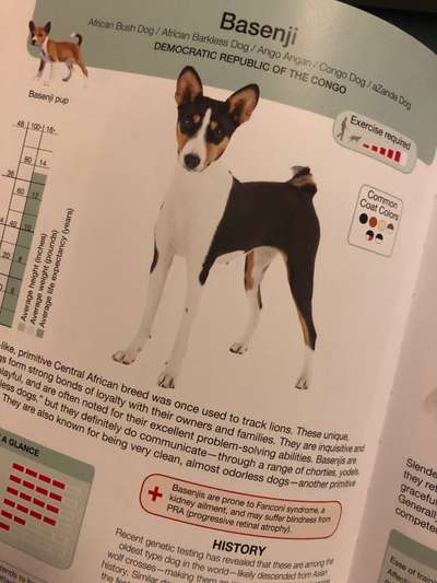 Welche Rasse kann man noch mit guten Gewissen kaufen?-Beitrag-Bild