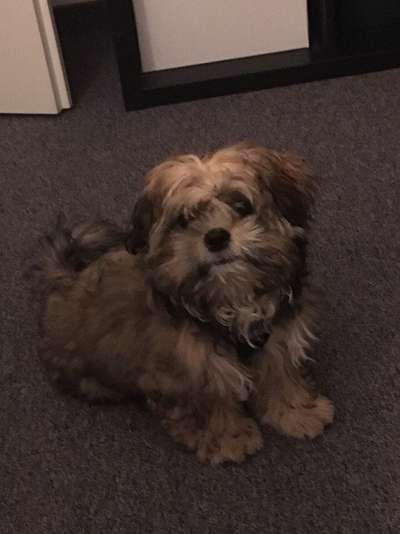 Malteser-Beitrag-Bild