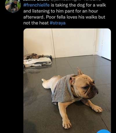 Brachycephale Hunderassen-Beitrag-Bild