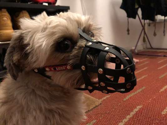 Colori Maulkorb-Beitrag-Bild