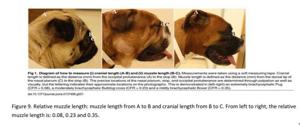 Brachycephale Hunderassen-Beitrag-Bild