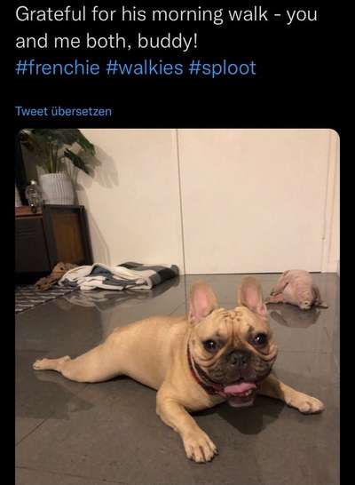 Brachycephale Hunderassen-Beitrag-Bild