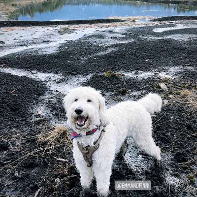 Hundetreffen-Hundefreunde gesucht:-)-Bild