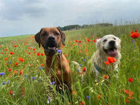Die Dogorama Monats Challenge "Es grünt und blüht"-Beitrag-Bild