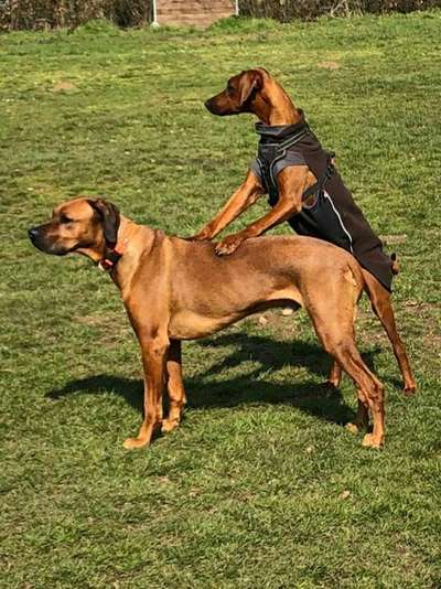 Challenge 23 : "  Euer Hund beim Frühlingserwachen "-Beitrag-Bild