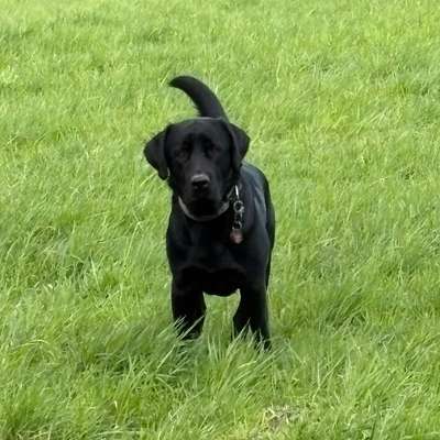 Hundetreffen-Kodi sucht Spielkameraden/gemeinsame Gassirunden 🐶-Bild