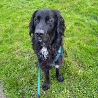 Hundetreffen-Gassirunde-Bild