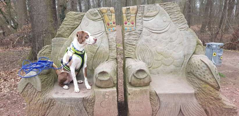 Seltene Rassen!-Beitrag-Bild