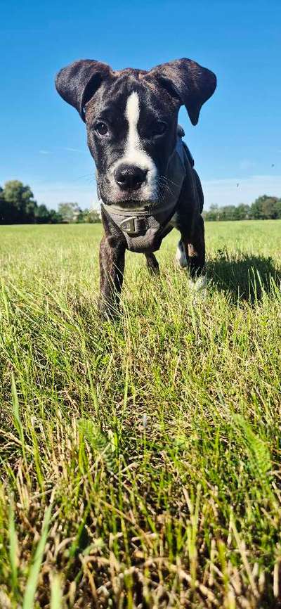 Hundetreffen-Feste sozial Kontakte aufbauen-Bild