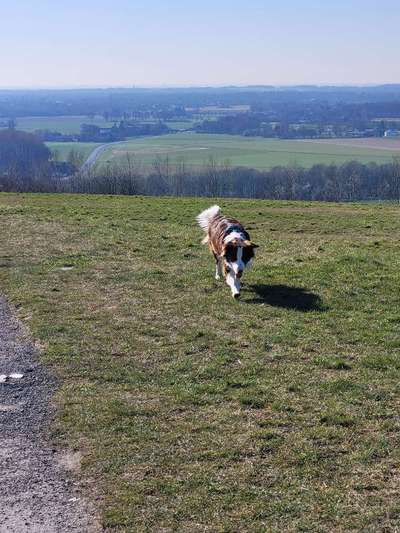 Hundeauslaufgebiet-Halde Norddeutschland-Bild