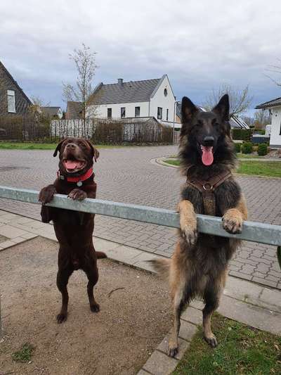 Dogorama Photo Challenge - Die besten Hundebuddys-Beitrag-Bild