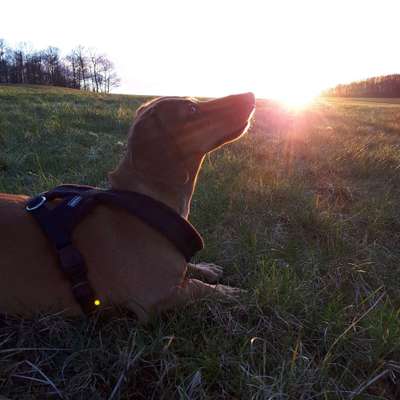 Hundetreffen-Spazieren gehen-Bild