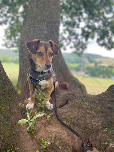 Hundetreffen-Gassirunde-Bild