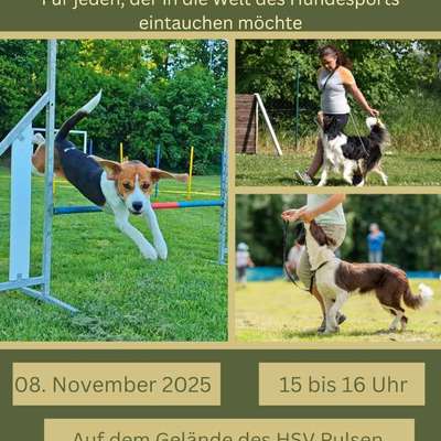 Hundetreffen-Schnuppertraing im HSV Pulsen-Bild