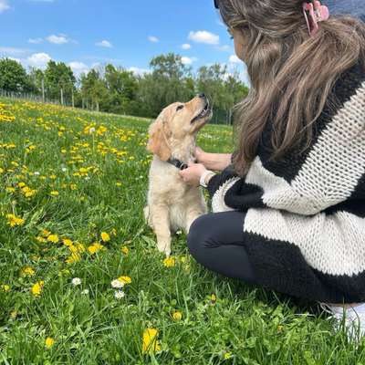 Hundetreffen-Spielgefährte gesucht